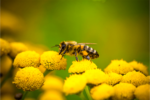 Pollution cachée, abeilles fragilisées : Cyclamed fait le point